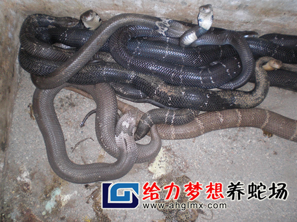 眼鏡蛇