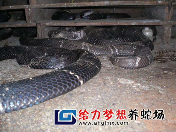 眼鏡蛇
