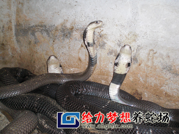 眼鏡蛇